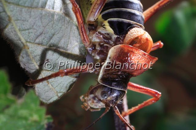 ephippiger ephippiger 2.JPG - Ephippiger ephippiger (Portrait)Ephippigère des vignesSaddle backed Bush cricketOrthoptera, TettigoniidaeFrance